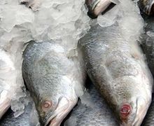 Україна ‒ на 37-му місці у рейтингу імпортерів свіжої та замороженої риби